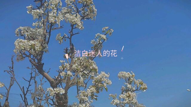 洁白的花是那么美丽迷人