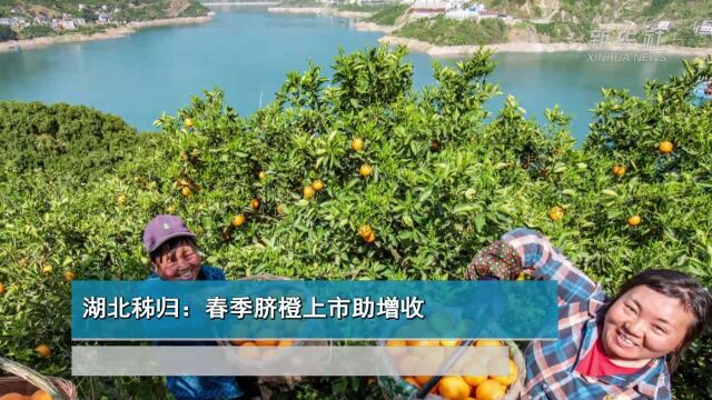 湖北秭归:春季脐橙上市助增收