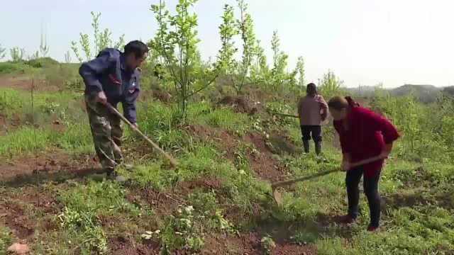 衡南龙山村:小枇杷大产业 “红色沙漠”变“绿色银行”