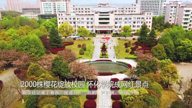 2000株樱花绽放校园 怀化学院成网红景点