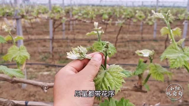 阳光玫瑰在这个时期,抹芽工作应该怎么做?要遵守哪些抹芽原则?