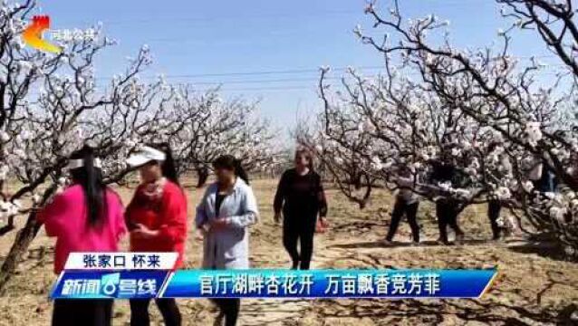 张家口怀来:官厅湖畔杏花开 万亩飘香竞芳菲