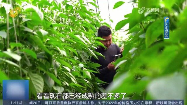 聊城茌平:推动人才振兴!“棚二代”返乡创业,浮萍重新扎下根