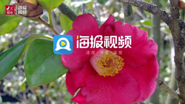 春日漫步城阳丨春风拂面花草香 青岛市国学公园牡丹花开繁似锦