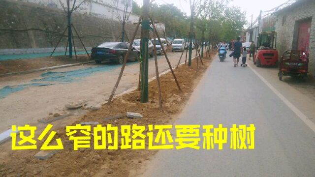 郑州惠济区防汛路,这么窄的路,为什么把树种植在路中间