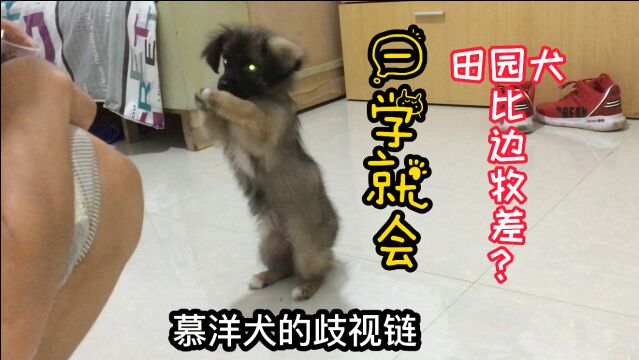 田园犬的智商并不输品种狗,各种动作一学就会!请不要当慕洋犬