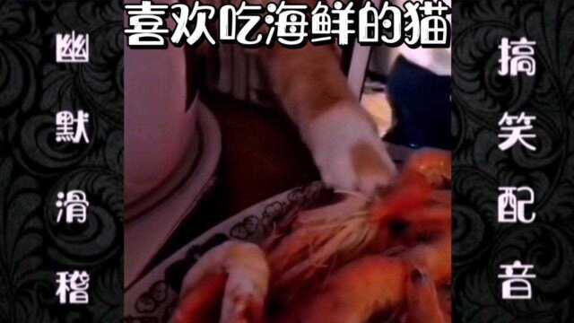 喜欢偷星的猫