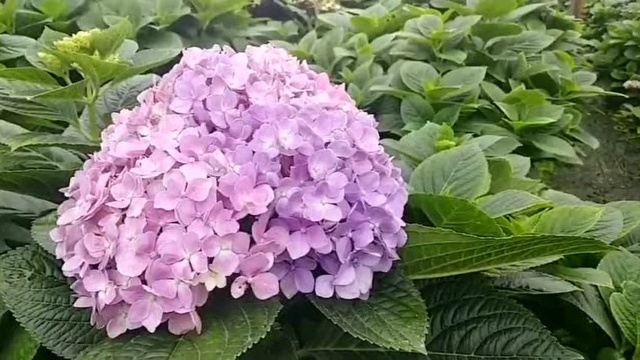 休闲时刻品鲜花