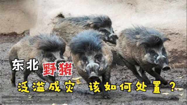 中国野猪泛滥成灾,多地上演人猪大战,这些野猪该如何处理?#“知识抢先知”征稿大赛#