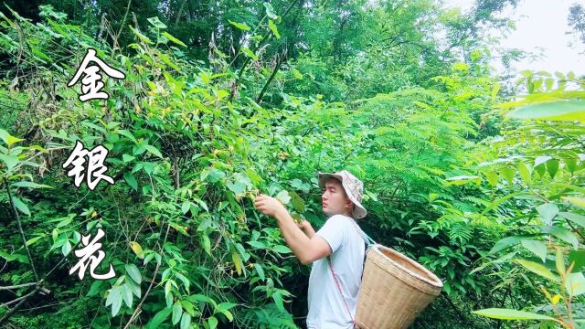 深山里的金银花开了,采一些回来晒干做茶,饭后喝上一杯真爽