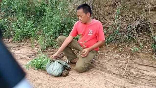 广西现在34℃,大叔一个人去补种安树,看到树成活率高心里开心唱起歌!