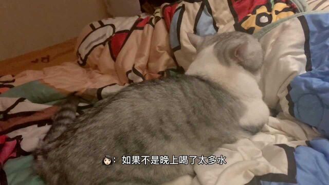 有些小猫一到晚上就偷偷去做按摩师,猫咪:先森,力道还行吗?到位吗