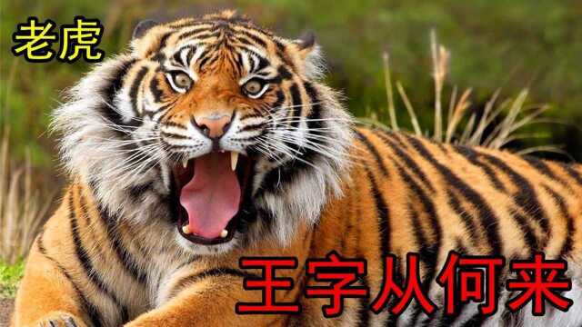 #“知识抢先知”征稿大赛# 老虎头上为什么会有一个王字?难道它是天生王者?