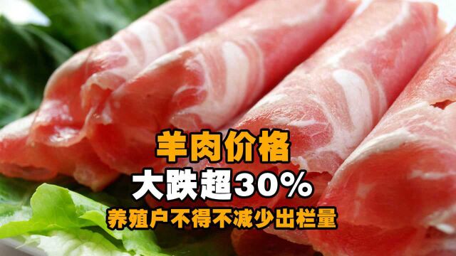 羊肉价格大跌超30%!养殖户不得不减少出栏量