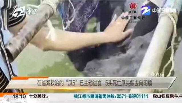 在临海救治的“瓜5”已主动进食 5头死亡瓜头鲸去向明确