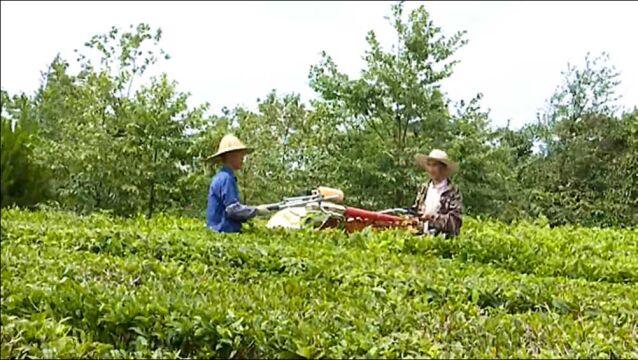 黔南平塘:茶业机械化 产业效益再提升