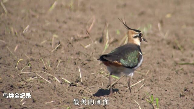 高清拍摄:最美的鸟