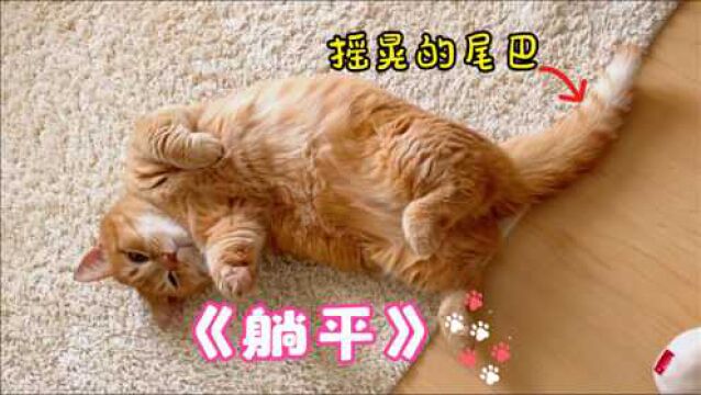 一只掌握《躺平》奥义的猫咪