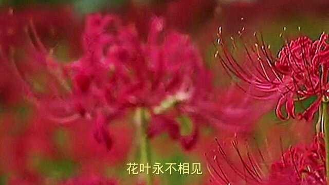 彼岸花的传说