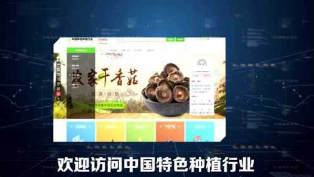 线上菜场开发已成趋势,中国特色种植行业该如何抓住增长风口?