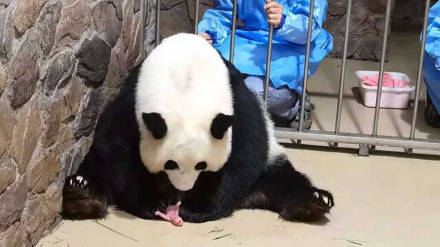 东京奥运会开幕当日 大熊猫\