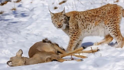 野猫最壮观的攻击-猞猁、山猫、美洲狮、美洲豹，动物王！