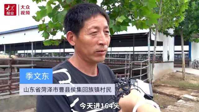 164只小牛贷了200万元,菏泽曹县的小牛为啥“牛”