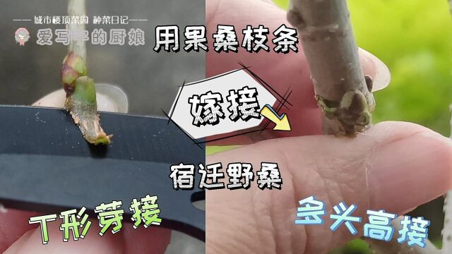 宿迁野桑树形好舍不得砍,用腊封果桑枝条嫁接,第一次尝试T型芽接