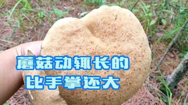 松树林里粘团子长得比手掌还大老了不能吃,幸好采到一把黄花菜