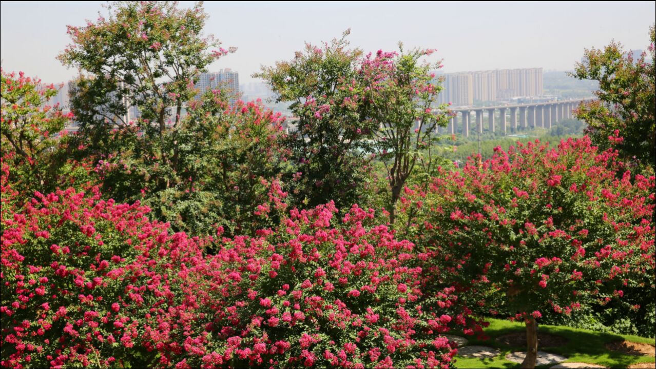 西安唐苑有两万棵古树两万个盆景,夏日紫薇花盛开,进园不要钱