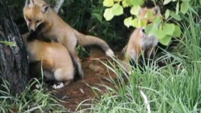 大自然野生动物—《狐狸》