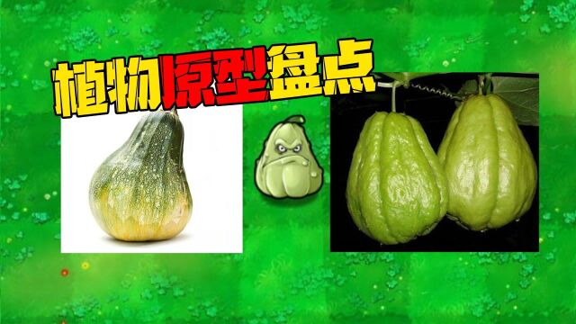 PVZ盘点:你觉得窝瓜的原型到底是南瓜还是佛手瓜呢?