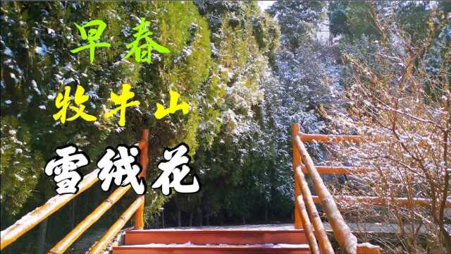 初春一场雪,看济南牧牛山的雪绒花,景色令人惊艳和陶醉