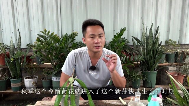 牢记此技巧,令箭荷花新芽爆发式生长