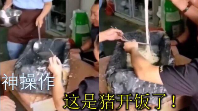 爆笑沙雕行为合集:神操作,小猪猪们开饭了!