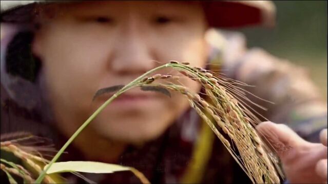 康熙亲手培育出优质水稻:“胭脂米”,彻底解决北方水稻种植问题