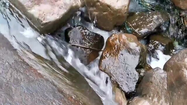 长白山夏日山林景象