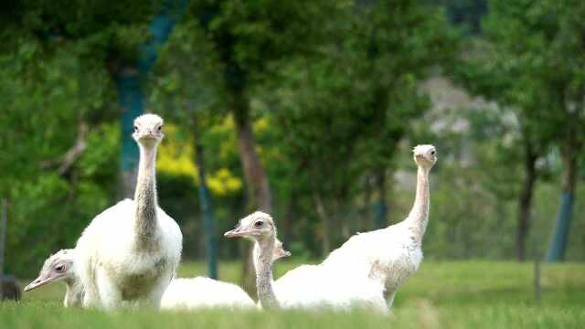 百只美洲鸵在金牛湖野生动物王国 人工孵化成功