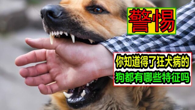 狂犬病的死亡率高达100%,那怎样分辨得了狂犬病的狗呢#知识ˆ’知识抢先知#