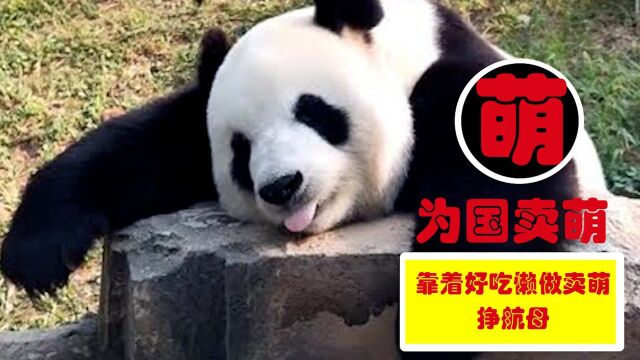 中国熊猫在国外,到底有多受欢迎?中国熊猫:我为国家挣航母!#知识ˆ’知识抢先知#