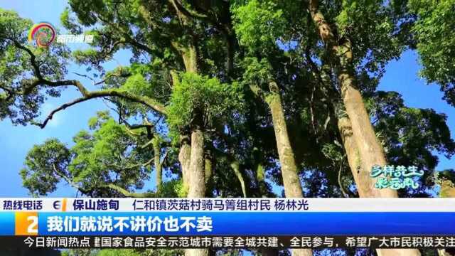 最美香樟古树群,村民心中无价宝