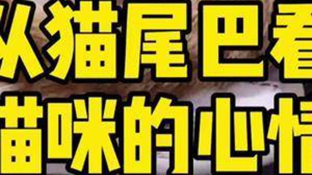 从猫咪的尾巴看猫咪心情(上) #猫尾巴