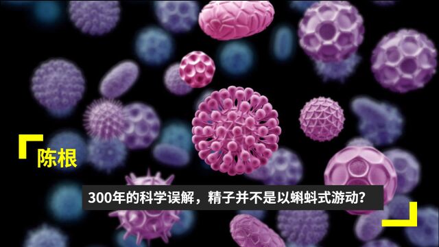 陈根:300年的科学误解,精子并不是以蝌蚪式游动?