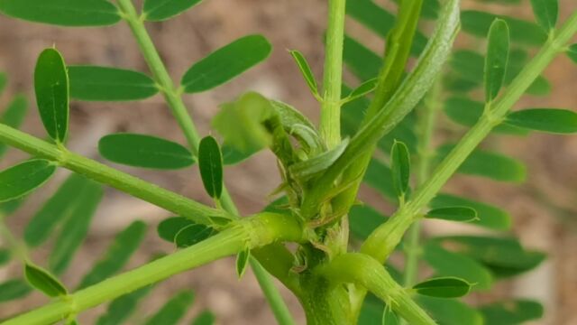 这种野生植物长得很特别,它名字叫田菁!认识一下吧