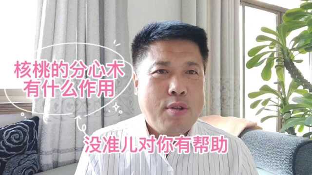 核桃的分心木有什么作用?没准儿对你有帮助