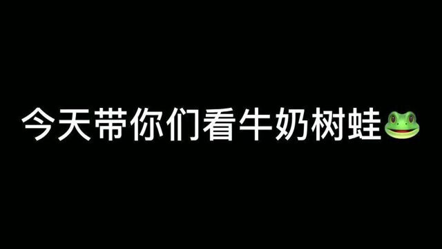 我有牛奶树蛙啦它真的好可爱啊!