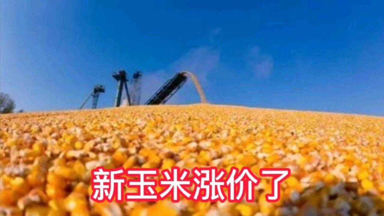 河南新玉米又涨价了,看看是多少钱一斤,比你那里贵吗