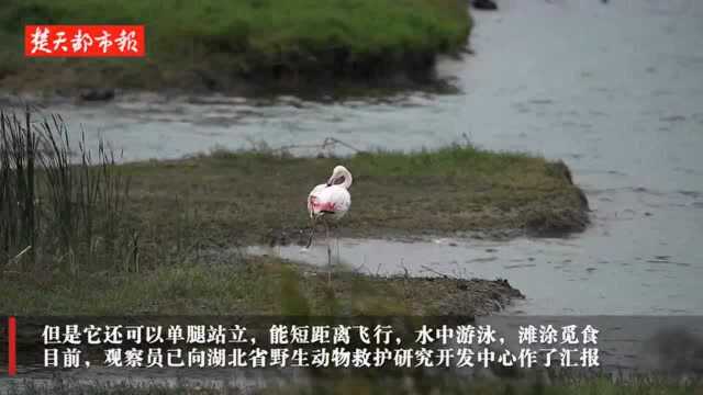 受伤落单龙泉水库,荆门首次发现“漂鸟”大红鹳