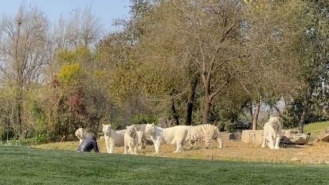 北京野生动物园通报白虎展区游客非法闯入:与11只白虎对峙