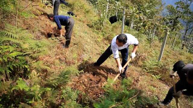 守护者!男子坚守荒山30年发展万亩林海,给孙辈取名依林望接力